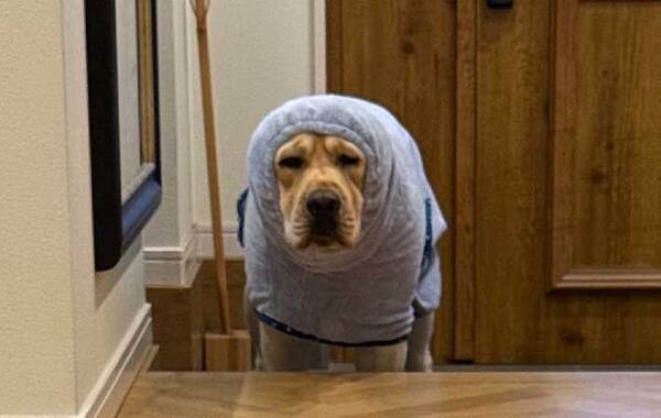 夫から送られてきた写真　写っていたのは…？「盛大に吹いた」「電車で見ちゃダメ」