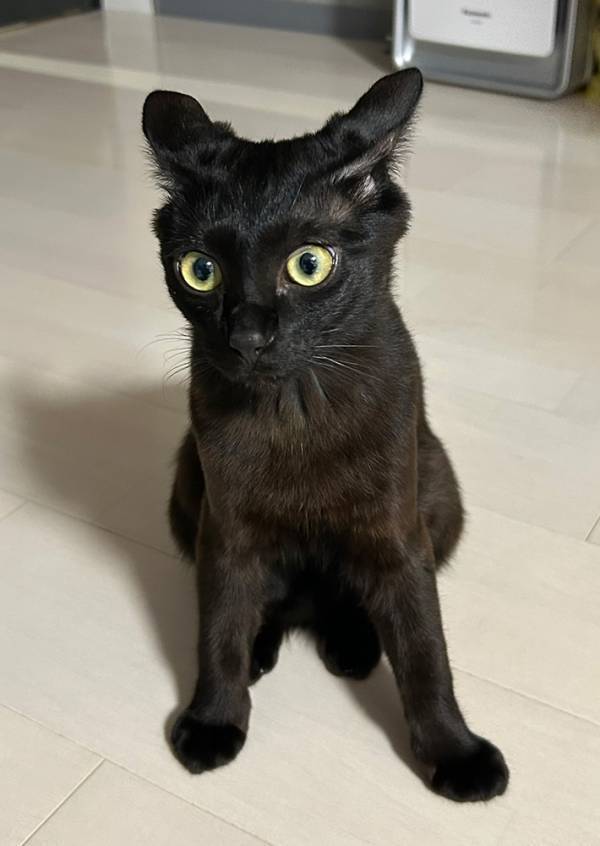 ネットで話題の『イカ耳選手権』　飼い主が愛を叫びながら近付いてくると…？