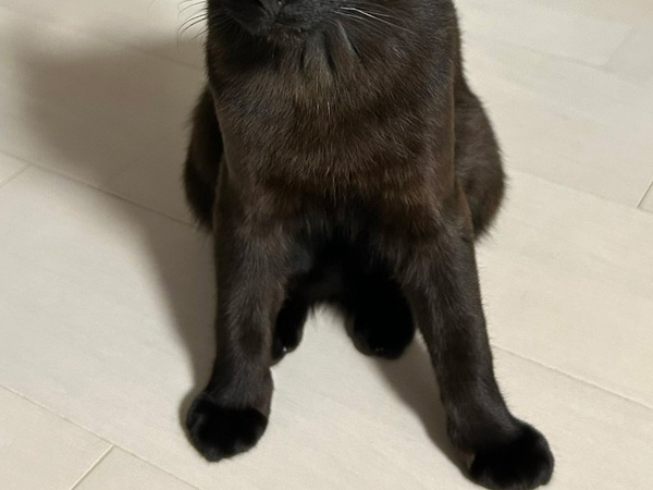 ネットで話題の『イカ耳選手権』　飼い主が愛を叫びながら近付いてくると…？