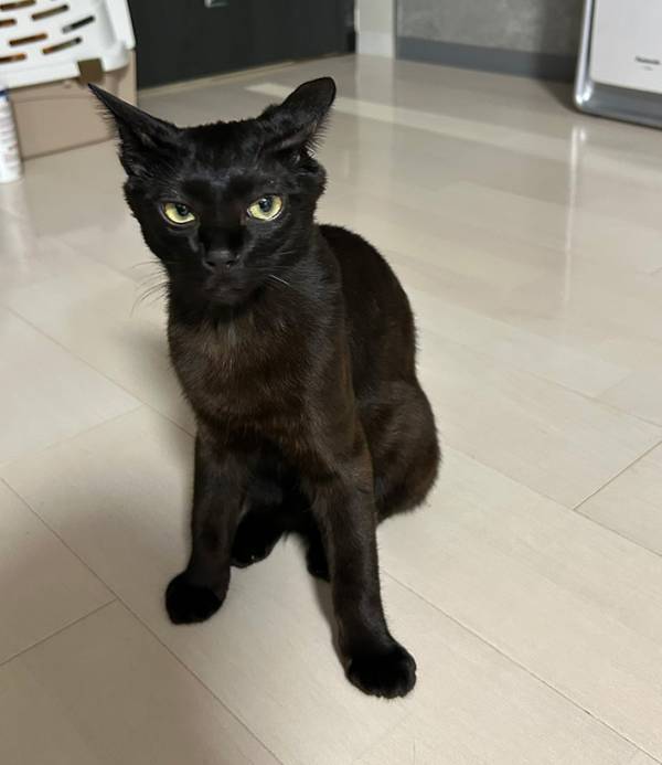 ネットで話題の『イカ耳選手権』　飼い主が愛を叫びながら近付いてくると…？