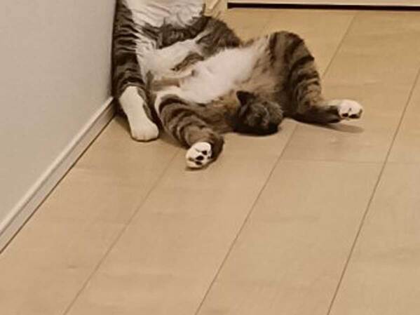 「フギャッ！」　２階から悲鳴が聞こえ、行ってみると？「笑った」「構図が最高すぎる！」