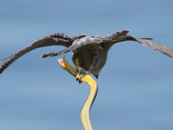 ハヤブサが海へ放り投げたのは…？「賢い！」「容赦ないな」