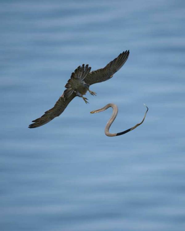 ハヤブサが海へ放り投げたのは…？「賢い！」「容赦ないな」