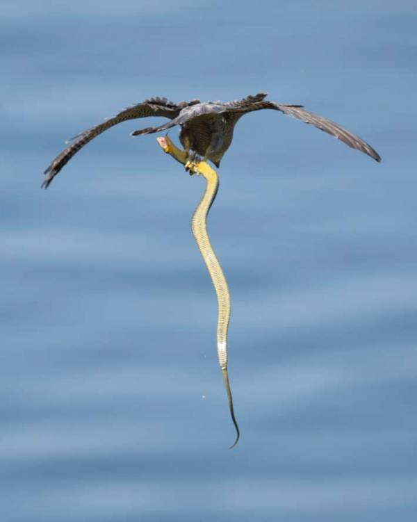 ハヤブサが海へ放り投げたのは…？「賢い！」「容赦ないな」