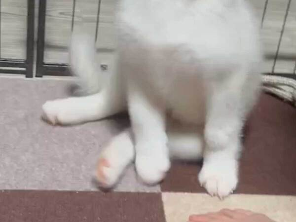 シベリアンハスキーが反則級の『お手』　動画に「ずっと見ていられる」