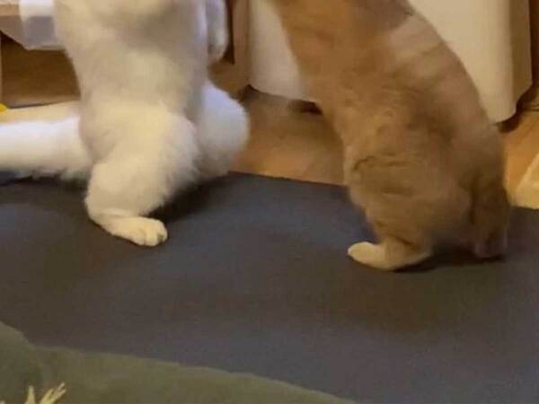 飼い主が撮影した、まさかの瞬間　「もはや猫ではない」「ゴジラみたい！」