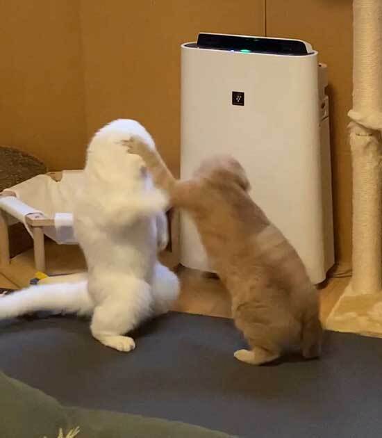 飼い主が撮影した、まさかの瞬間　「もはや猫ではない」「ゴジラみたい！」