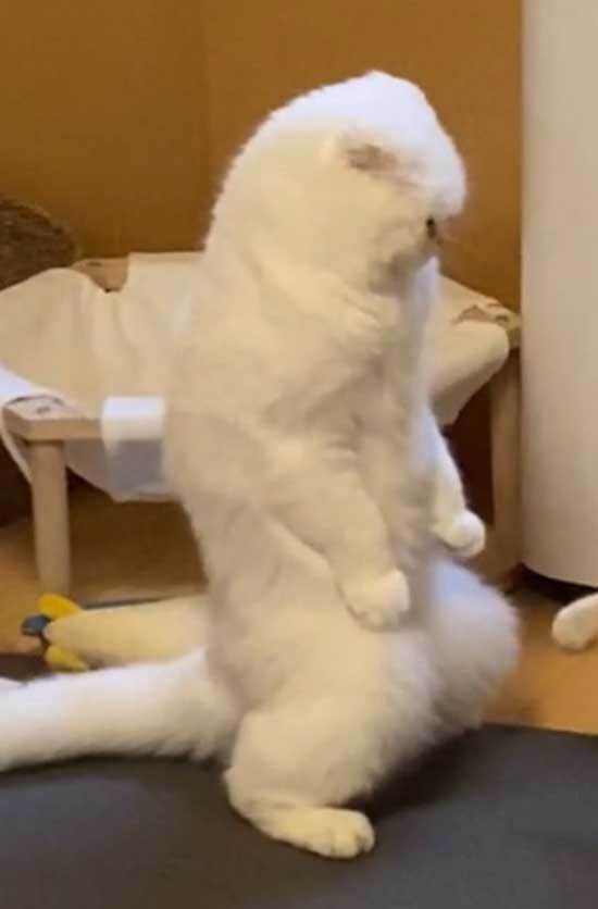 飼い主が撮影した、まさかの瞬間　「もはや猫ではない」「ゴジラみたい！」