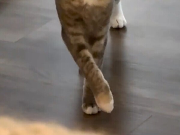 「スーパーモデルのようだ」　猫が見せた『キャットウォーク』がこちら！