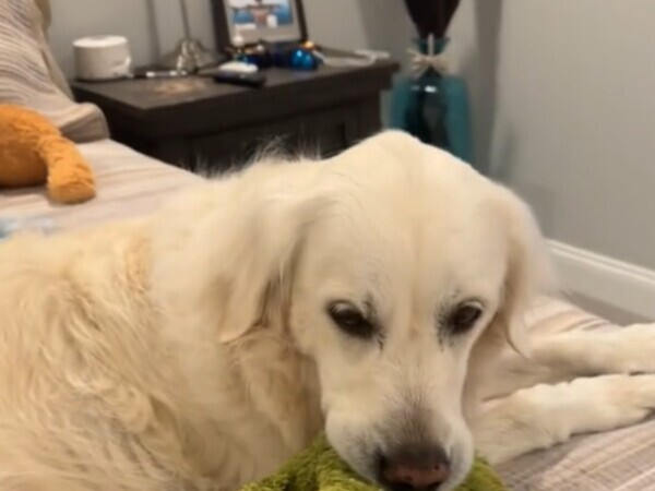 飼い主のベッドでくつろぐ犬　後ろを見ると…？「こんなことされたら泣く」