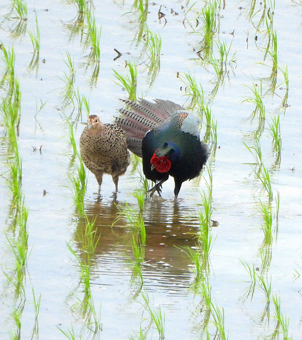 田んぼで出会った『夫婦』の１枚　その様子に「頑張れ！くじけるな！」「一生幸せになれ」