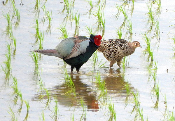 田んぼで出会った『夫婦』の１枚　その様子に「頑張れ！くじけるな！」「一生幸せになれ」