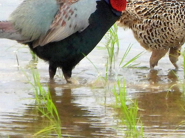 田んぼで出会った『夫婦』の１枚　その様子に「頑張れ！くじけるな！」「一生幸せになれ」