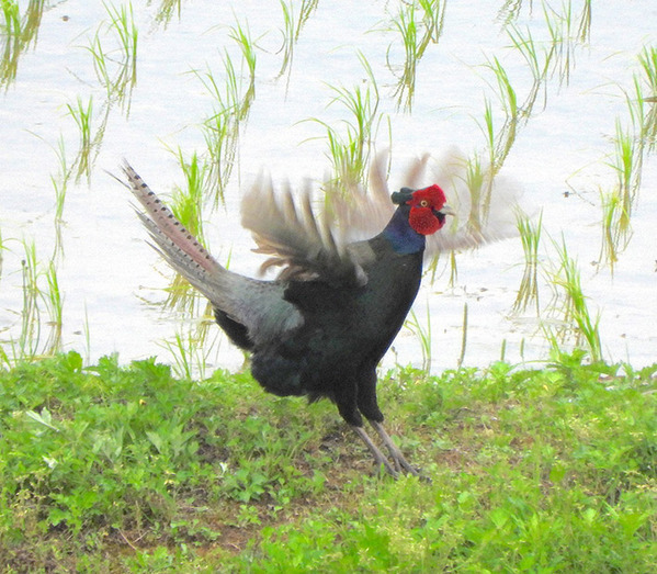 田んぼで出会った『夫婦』の１枚　その様子に「頑張れ！くじけるな！」「一生幸せになれ」
