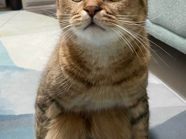 飼い主「子猫の頃から…」　猫の後ろ脚に注目すると？「どうなってるんだ！」