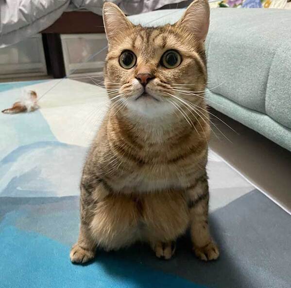 飼い主「子猫の頃から…」　猫の後ろ脚に注目すると？「どうなってるんだ！」