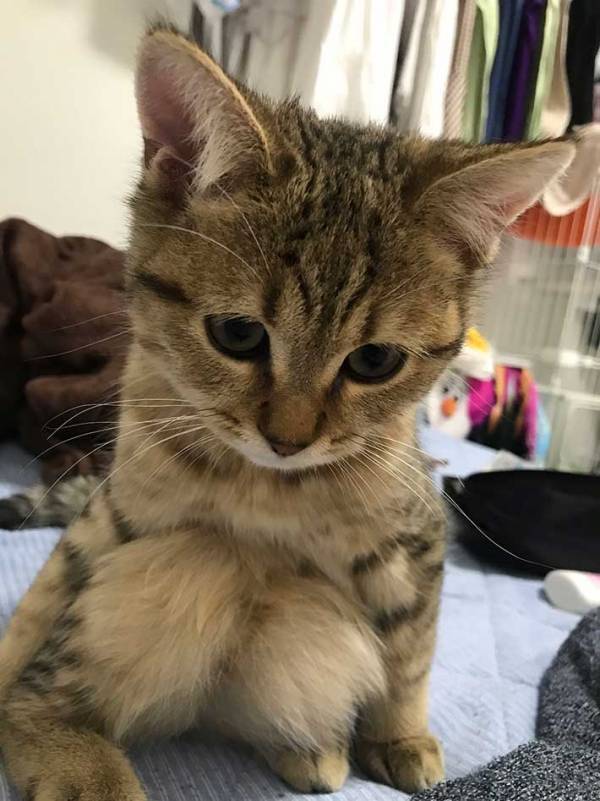 飼い主「子猫の頃から…」　猫の後ろ脚に注目すると？「どうなってるんだ！」