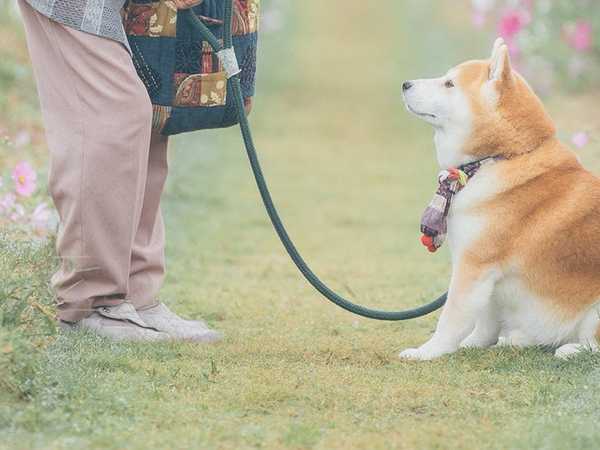 「小田和正が脳内再生」「想像がかき立てられる」　柴犬のリードを持つのは？