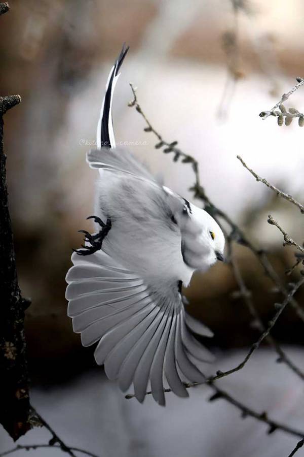 シマエナガの『かっこいい瞬間』にしびれる　「まさに芸術」「最高の１枚」