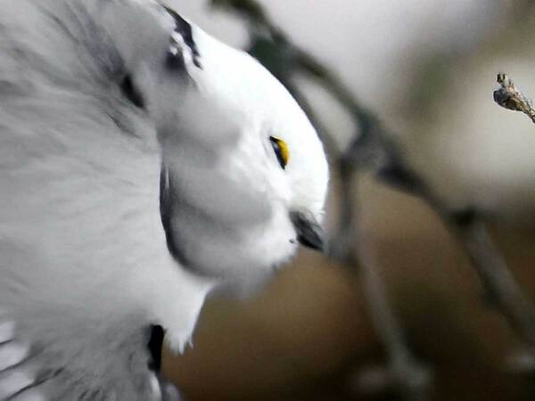 シマエナガの『かっこいい瞬間』にしびれる　「まさに芸術」「最高の１枚」