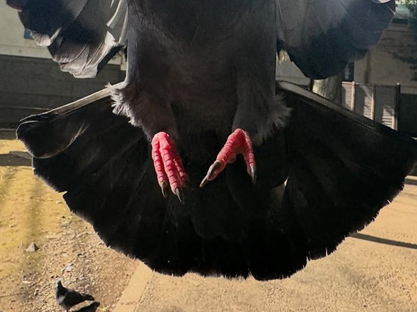 すごい瞬間が撮れてしまった…　奇跡の１枚に「前世スーパーモデルで確定」