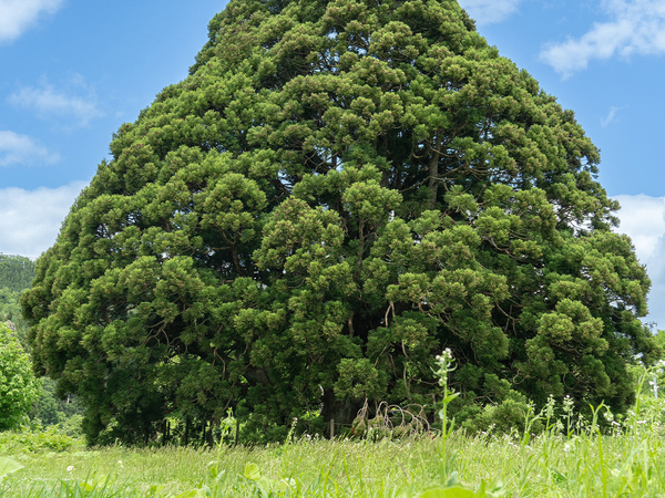 樹齢１０００年以上の大杉に「かわいい」？　先端をよーく見ると？