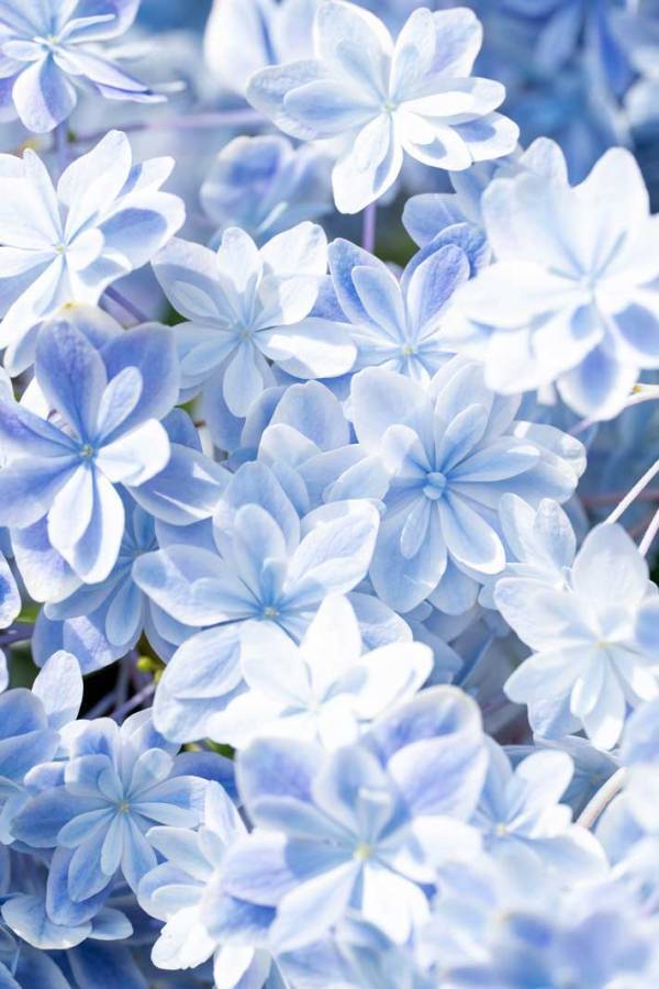 「思わず声が出た」「素敵すぎる」　透明感がすごい『花』に、魅了される人が続出