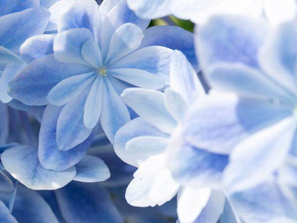 「思わず声が出た」「素敵すぎる」　透明感がすごい『花』に、魅了される人が続出