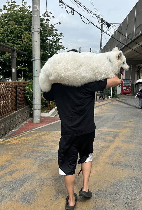 ニヤける人が続出！　散歩の帰りにサモエドが…「笑っちゃった」「二度見しそう」