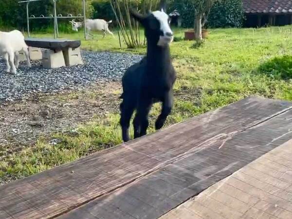 芝生を駆け回る動物　次の瞬間…「あまりにも無慈悲」「神はいないのか」