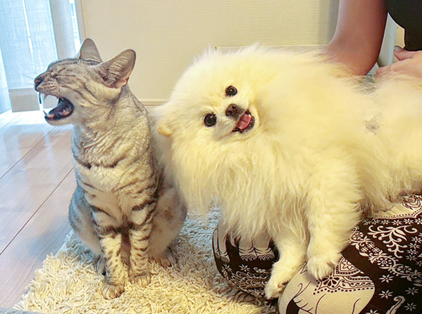 「顔に笑った」「漫才なの？」　スマイル全開の犬、隣には？