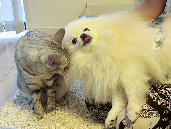 「顔に笑った」「漫才なの？」　スマイル全開の犬、隣には？