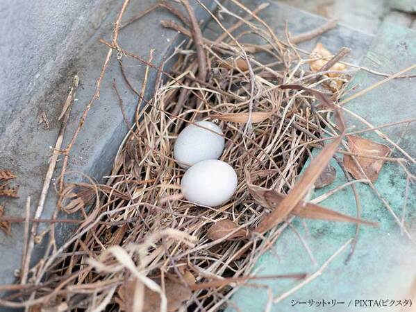 ベランダの鳥の巣、撤去していい？　行政の呼びかけに「そんなルールがあるなんて！」