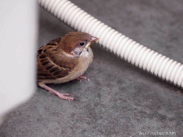 ベランダの鳥の巣、撤去していい？　行政の呼びかけに「そんなルールがあるなんて！」