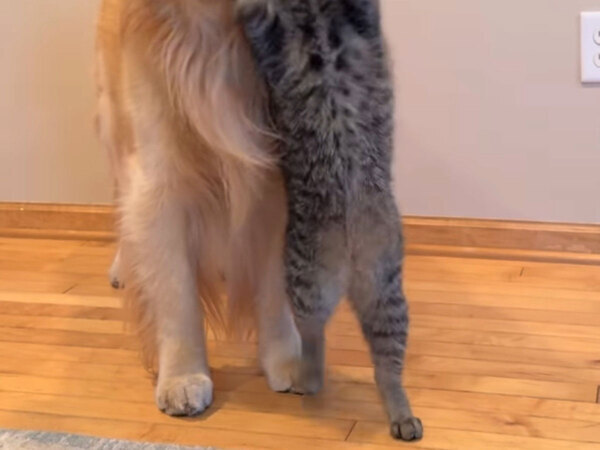 猫に愛されすぎた犬　『困り顔』に４３万いいね！