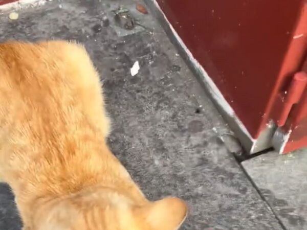 Googleレビュー５つ星！　『観光名所』で会えるセレブとは？「超かわいい」