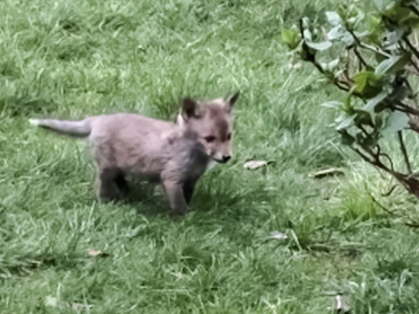 「私だったら仕事を辞める」「うらやましい」　次々と庭にやってきたのは？