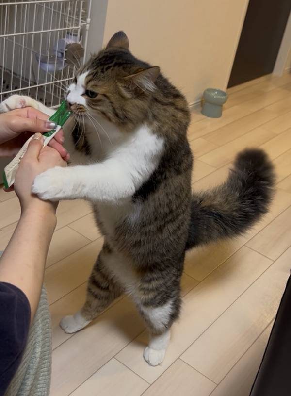 「おやつは遊びじゃねーんだよ！」　１０万『いいね』を集めた食事風景とは…