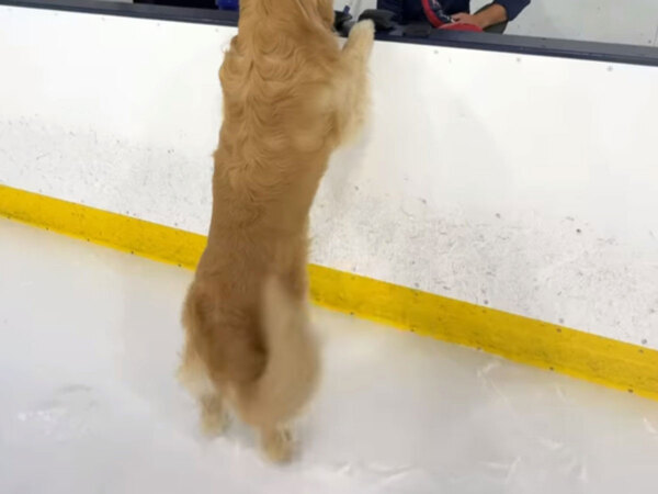 飼い主がアイスホッケーをしていると？　氷上の犬の行動が「かわいすぎる」