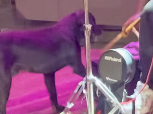 バンドが演奏中のステージに現れた犬　続く展開に「かわいすぎる」