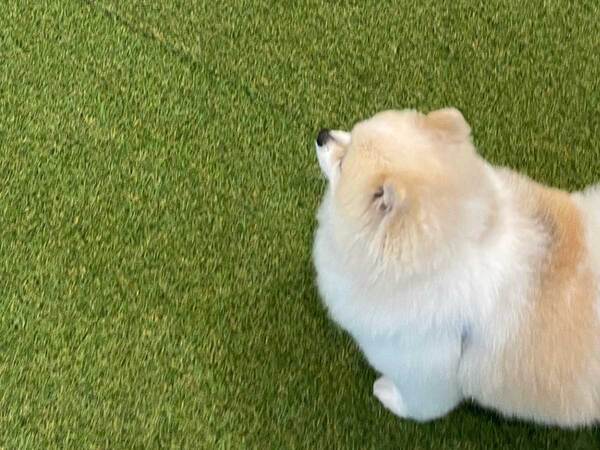 ドッグランのポメラニアンに「笑った」「うちも同じ」　視線の先に？