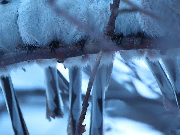 こんなシマエナガ、見たことない！　貴重なショットに「これが噂の…」「大自然の神秘」