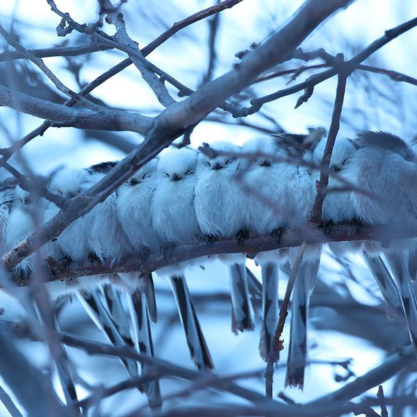 こんなシマエナガ、見たことない！　貴重なショットに「これが噂の…」「大自然の神秘」