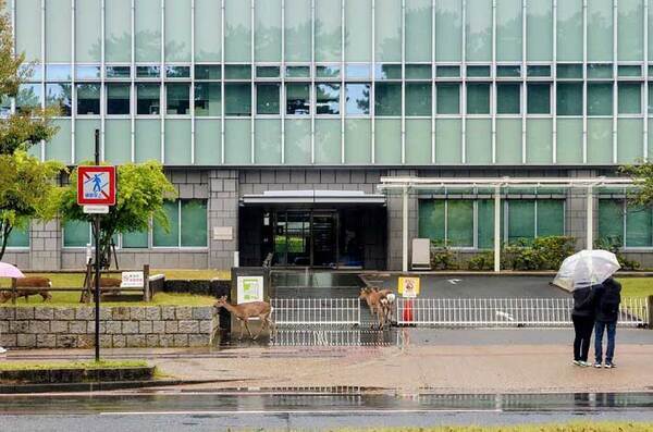 裁判所に入っていく『御一行』　奈良らしい１枚に「想像したら吹いた」「離婚調停とか？」