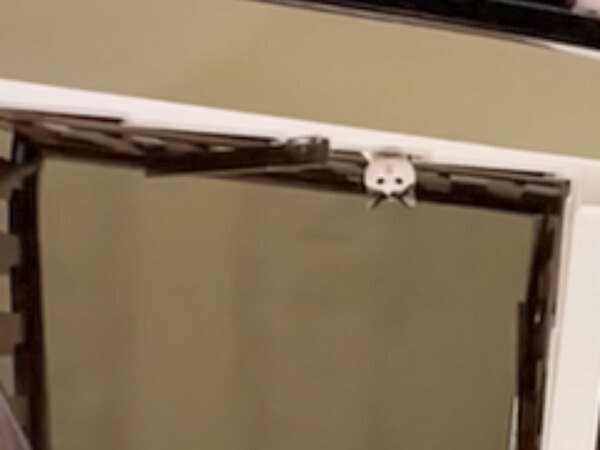 飼い主が帰宅　すると階段の上にいた猫が？「楽しいゲームみたいだ」