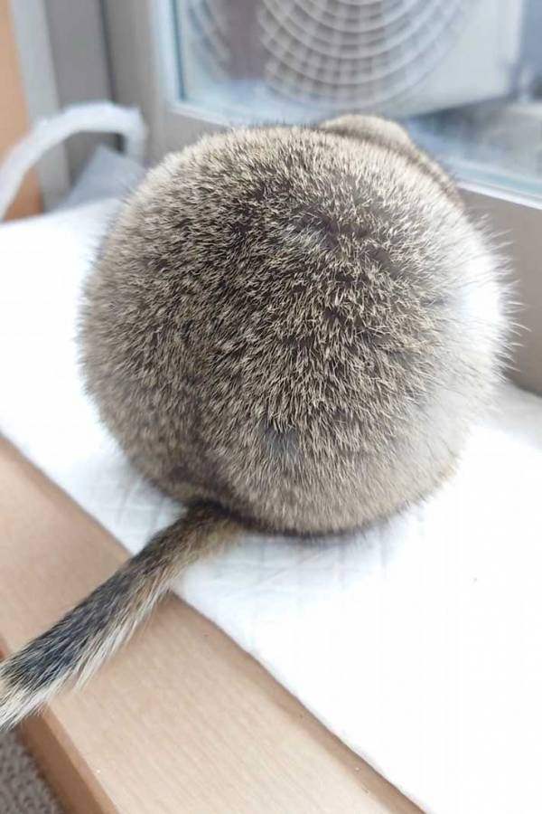 「まっっる！」思わず叫んだ投稿者　自宅の窓際でたたずんでいた生き物とは？