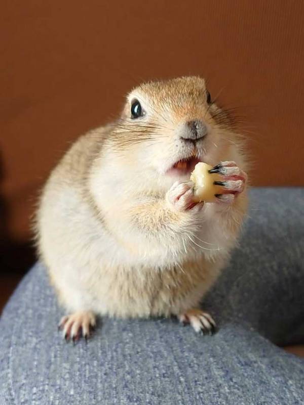 「まっっる！」思わず叫んだ投稿者　自宅の窓際でたたずんでいた生き物とは？