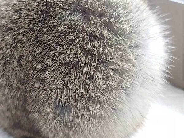 「まっっる！」思わず叫んだ投稿者　自宅の窓際でたたずんでいた生き物とは？