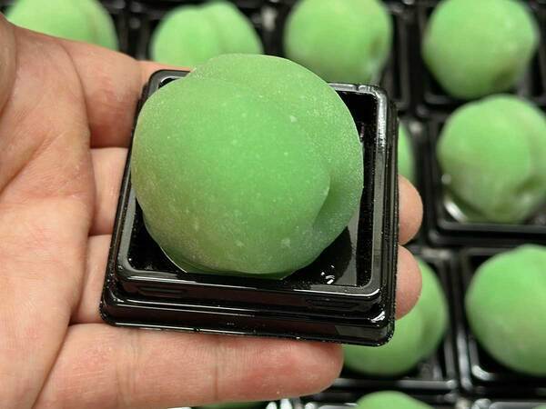 食べられないはずの『青梅』を丸ごと…　実はコレ「興味わく」「食べに行ってみたい」