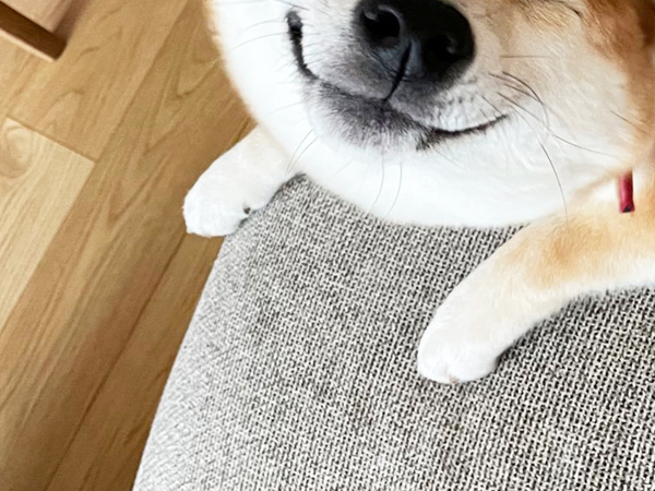 ボリボリと耳をかく、生後７か月の柴犬　まさかの顔に「絶妙で笑った」